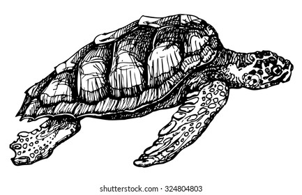 Vector loggerhead sea turtle. Hand drawn caretta caretta turtle isolated on white background. Ink drawing of marine reptile. Side view of swimming turtle