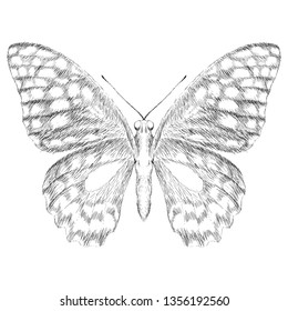 The Vector logo butterfly for tattoo or T-shirt design or outwear.  Cute print style butterflys background.