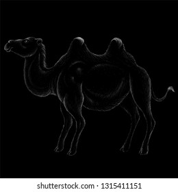 The Vector logo camel for tattoo or T-shirt design or outwear.  Cute print style camel background.