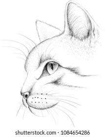 The Vector logo cat for tattoo or T-shirt design or outwear.  Cute print style cat background.