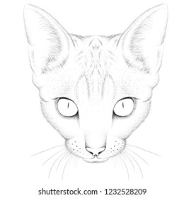 The Vector logo cat for tattoo or T-shirt design or outwear.  Cute print style cat background.