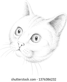 The Vector logo cat for tattoo or T-shirt design or outwear.  Cute print style cat background.