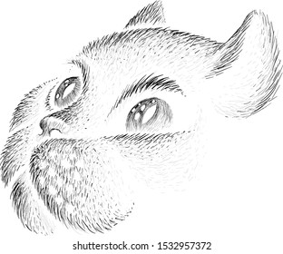The Vector logo cat for tattoo or T-shirt design or outwear.  Cute print style cat background. This drawing would be nice to make on the black fabric or canvas.