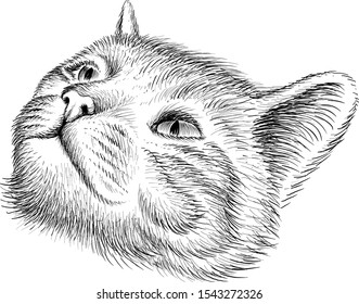 The Vector logo cat for tattoo or T-shirt design or outwear.  Cute print style cat background. This drawing would be nice to make on the black fabric or canvas.