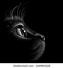 The Vector logo cat for tattoo or T-shirt design or outwear.  Cute print style cat background. This drawing would be nice to make on the black fabric or canvas.