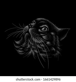 The Vector logo cat for tattoo or T-shirt design or outwear.  Cute print style cat background. This drawing would be nice to make on the black fabric or canvas.