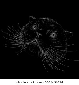 The Vector logo cat for tattoo or T-shirt design or outwear.  Cute print style cat background. This drawing would be nice to make on the black fabric or canvas.