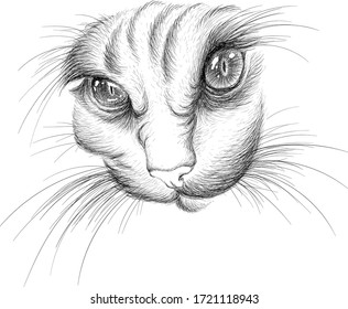 The Vector logo cat for tattoo or T-shirt design or outwear.  Cute print style cat background. This hand drawing would be nice to make on the black fabric or canvas.