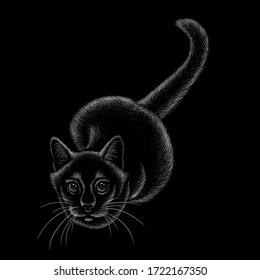  Gatito con el logotipo vector para tatuajes, diseños de pantalones T o ropa interior.  Fondo de gato estilo impresión.  