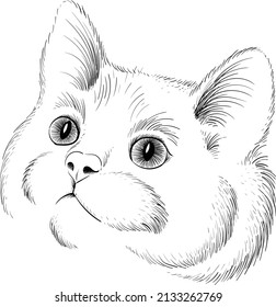The Vector logo cat for tattoo or T-shirt design or outwear.  Cute print style cat background. This hand drawing would be nice to make on the black fabric or canvas.