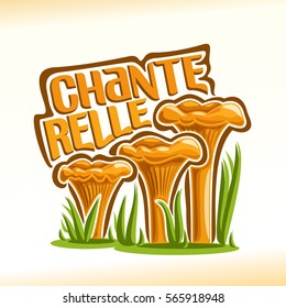 Vector logo Chanterelles Mushrooms: group of wild mushrooms with grass on ground forest glade, cartoon still life with lettering chanterelle, outdoors nature icon with inscription for edible fungi.