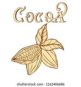 vector logo of cocoa and chocolate in retro style, lettering, cocoa beans, design element