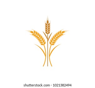 vector logo design and elements of wheat grain, wheat ears, wheat seed, or wheat rye, prosperity symbol