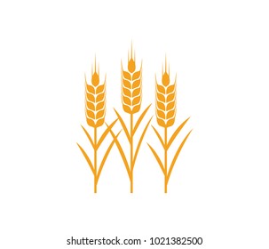 vector logo design and elements of wheat grain, wheat ears, wheat seed, or wheat rye, prosperity symbol