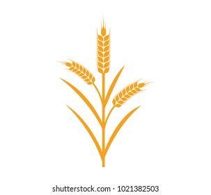 vector logo design and elements of wheat grain, wheat ears, wheat seed, or wheat rye, prosperity symbol