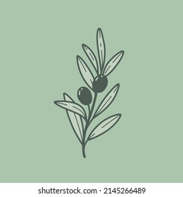 Vector logo design template - branch of olive. Contour vector illustration for logo, emblem, badge, insignia.