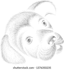 The Vector logo dog  for tattoo or T-shirt design or outwear.  Cute print style dog  background.