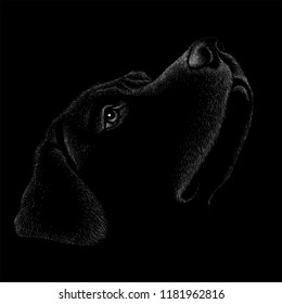 The Vector logo dog for T-shirt design or outwear.  Hunting style dog background.