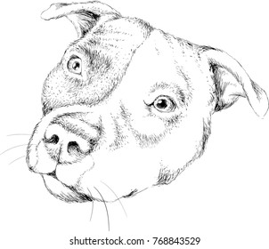 The Vector logo dog for T-shirt design or outwear.  Hunting tattoo dog  style background.