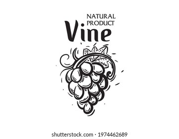 Vector logo drawn by hand. Bunch of grapes for making wine