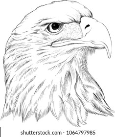 Falcon Sketch Images Stock Photos Vectors Shutterstock