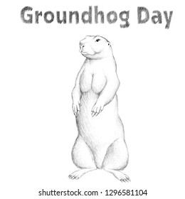 Vector logo groundhog for tattoo or T-shirt design or outwear. Cute print style woodchuck background.