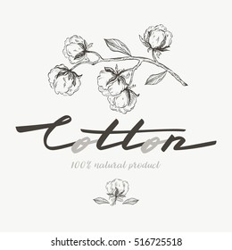 Vector logo of hand-drawn ink cotton. Lettering. Botanical illustrations.