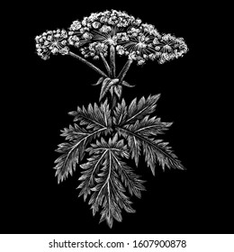 The Vector logo hogweed for tattoo or T-shirt design or outwear.  Cute print style hogweed background. This drawing is for black fabric or canvas.