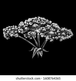 The Vector logo hogweed for tattoo or T-shirt design or outwear.  Cute print style hogweed background. This drawing is for black fabric or canvas.