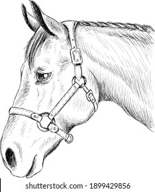 The Vector logo horse for T-shirt print  design or outwear.  Hunting style horse background. This drawing would be nice to make on the black fabric or canvas.