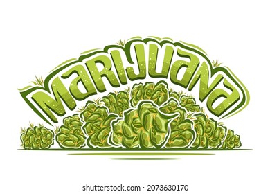 Vector logo for Marijuana, horizontal poster with illustration of ounce marijuana buds and cartoon isolated dried cannabis flower, unique brush lettering for green word marijuana on white background.