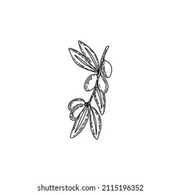 Vector logo of olives on a branch in black colour. Modern logo in doodle style. Minimalistic floral vector illustration. Elegant sign for canned olives, olive oil, olive plantation, logo of branch. Ve