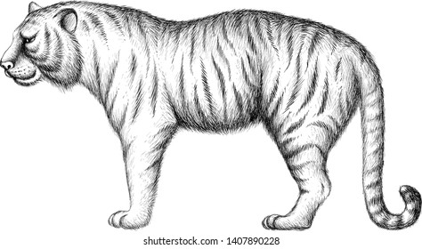 The Vector logo tiger for tattoo or T-shirt design or outwear.  Hunting style tigers print on black background.