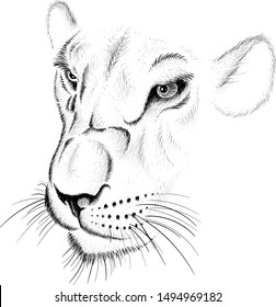 1000 Lioness Tattoo Stock Images Photos Vectors Shutterstock