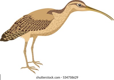 vector Long Billed Curlew 