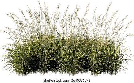 Vector long grass field, prairie cut out, transparent, green meadow, wild grass, natural open field, grassy plains, landscape background, summer nature