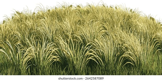 Vector Long meadow grass fields, farming fields growth, row cutout backgrounds, lush green grass, nature field, rural landscape, summer meadows, farmland, grass growing