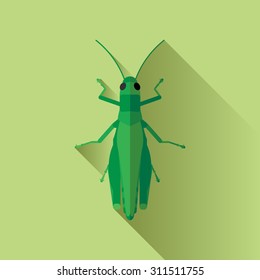 grasshopper bugs life