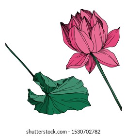 Vector Lotus floral botanical flower. Wild spring leaf wildflower isolated. Black and white engraved ink art. Isolated lotus illustration element.