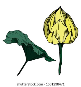 Vector Lotus floral botanical flower. Wild spring leaf wildflower isolated. Black and white engraved ink art. Isolated lotus illustration element.
