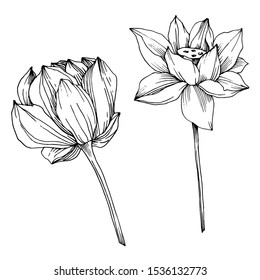 Vector Lotus floral botanical flower. Wild spring leaf wildflower isolated. Black and white engraved ink art. Isolated lotus illustration element.