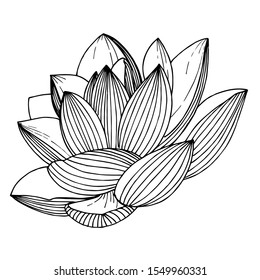 Vector Lotus floral botanical flower. Wild spring leaf wildflower isolated. Black and white engraved ink art. Isolated lotus illustration element.