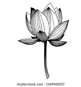 Vector Lotus floral botanical flower. Wild spring leaf wildflower isolated. Black and white engraved ink art. Isolated lotus illustration element.