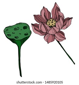 Vector Lotus floral botanical flowers. Wild spring leaf wildflower isolated. Black and white engraved ink art. Isolated lotus illustration element on white background.