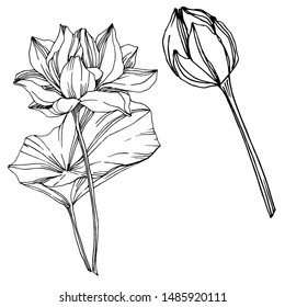 Vector Lotus floral botanical flowers. Wild spring leaf wildflower isolated. Black and white engraved ink art. Isolated lotus illustration element on white background.