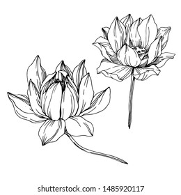 Vector Lotus floral botanical flowers. Wild spring leaf wildflower isolated. Black and white engraved ink art. Isolated lotus illustration element on white background.