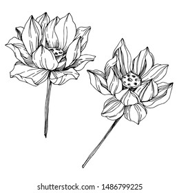 Vector Lotus floral botanical flowers. Wild spring leaf wildflower isolated. Black and white engraved ink art. Isolated lotus illustration element on white background.