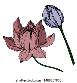 Vector Lotus floral botanical flowers. Wild spring leaf wildflower isolated. Black and white engraved ink art. Isolated lotus illustration element on white background.