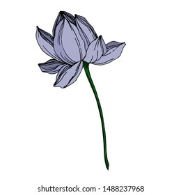 Vector Lotus floral botanical flowers. Wild spring leaf wildflower isolated. Black and white engraved ink art. Isolated lotus illustration element on white background.