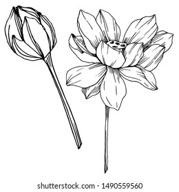 Vector Lotus floral botanical flowers. Wild spring leaf wildflower isolated. Black and white engraved ink art. Isolated lotus illustration element on white background.